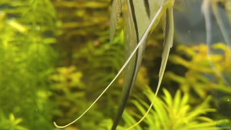 Besatz im Aquarium Becken 34106 von Standard (12)