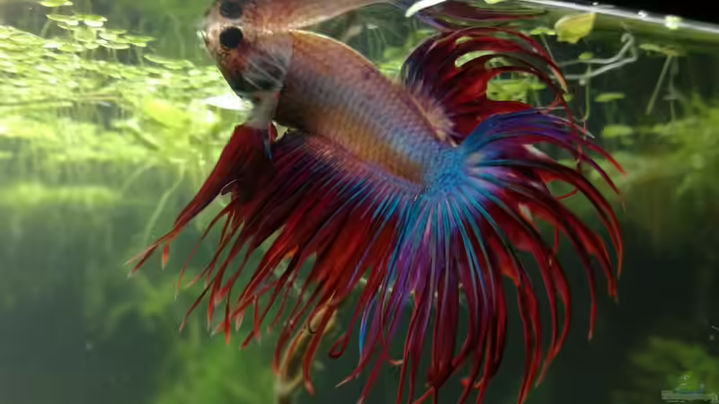 Besatz im Aquarium Becken 34165 von Heike Fuchs (10)