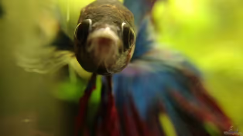 Besatz im Aquarium Becken 34165 von Heike Fuchs (16)