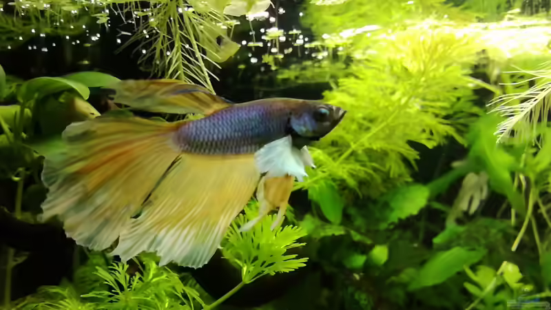 Besatz im Aquarium Becken 34165 von Heike Fuchs (19)