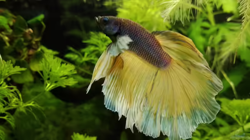 Besatz im Aquarium Becken 34165 von Heike Fuchs (20)