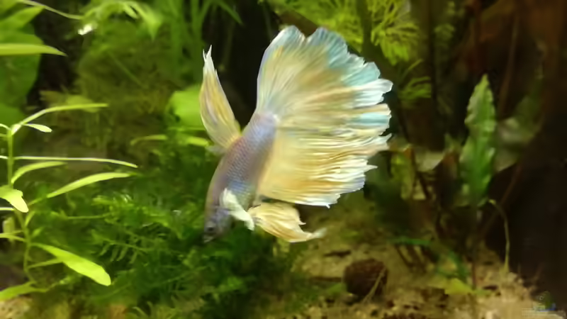 Besatz im Aquarium Becken 34165 von Heike Fuchs (21)