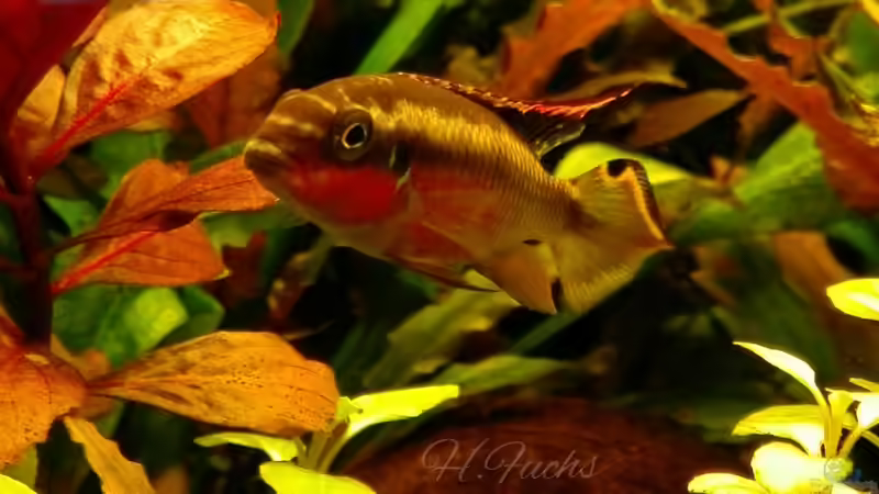 Besatz im Aquarium Becken 34169 von Heike Fuchs (13)