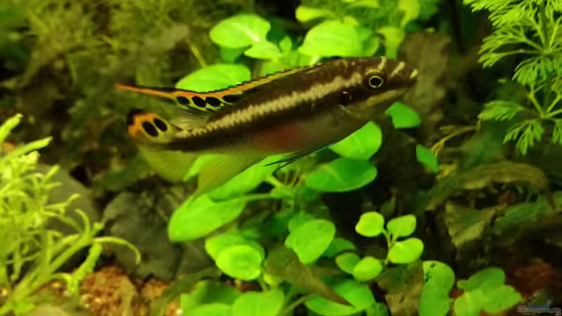 Besatz im Aquarium Becken 34169 von Heike Fuchs (15)