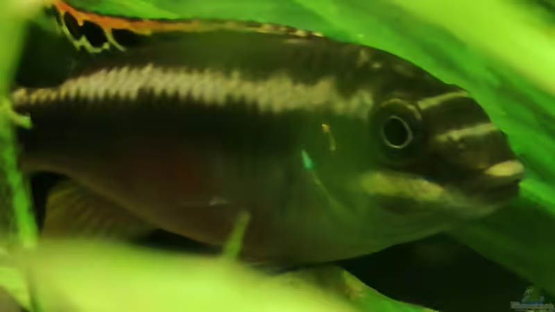 Besatz im Aquarium Becken 34169 von Heike Fuchs (16)