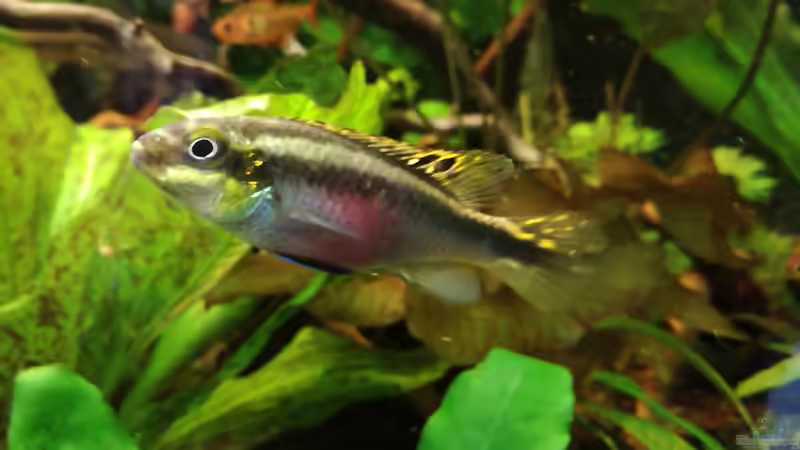 Besatz im Aquarium Becken 34169 von Heike Fuchs (18)