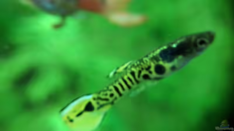 Besatz im Aquarium Becken 34170 von Heike Fuchs (22)