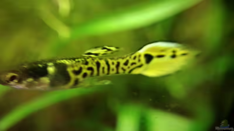 Besatz im Aquarium Becken 34170 von Heike Fuchs (23)