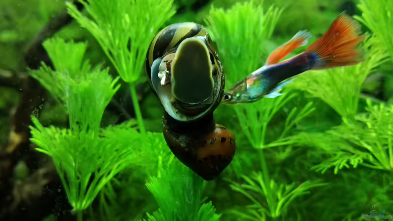 Besatz im Aquarium Becken 34170 von Heike Fuchs (26)