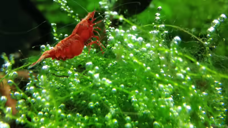 Besatz im Aquarium Becken 34170 von Heike Fuchs (27)