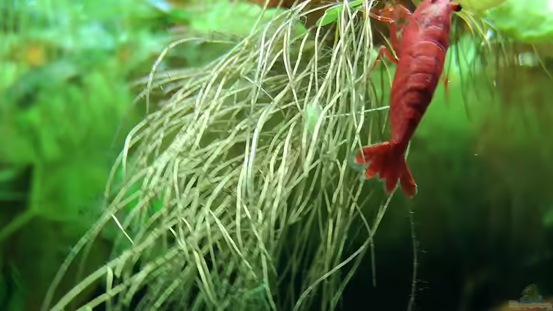 Besatz im Aquarium Becken 34170 von Heike Fuchs (28)