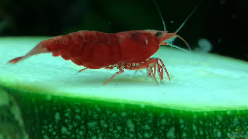 Besatz im Aquarium Becken 34170 von Heike Fuchs (29)
