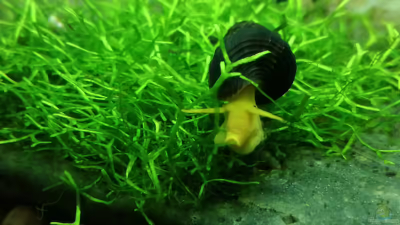 Besatz im Aquarium Becken 34170 von Heike Fuchs (30)