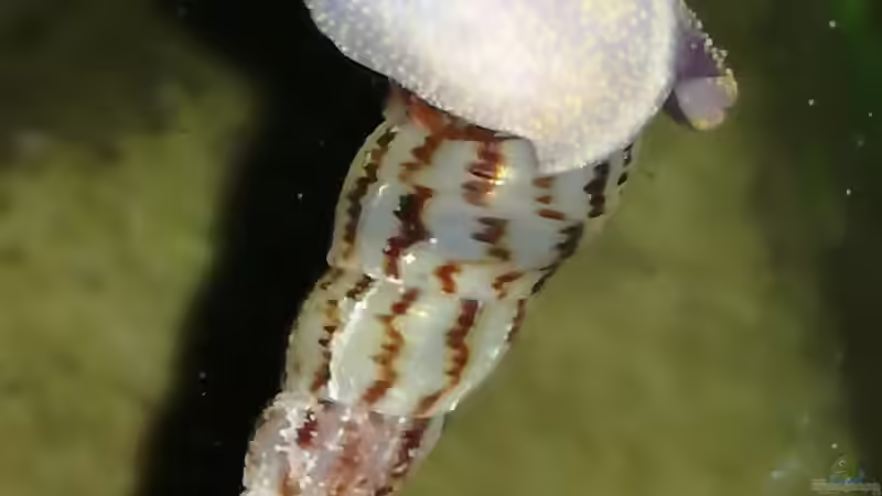 Besatz im Aquarium Becken 34170 von Heike Fuchs (31)