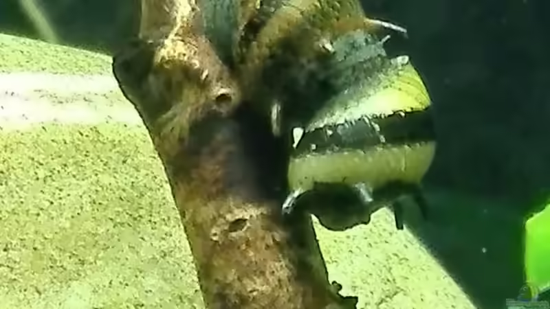 Besatz im Aquarium Becken 34170 von Heike Fuchs (33)