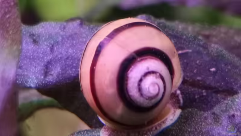 Besatz im Aquarium Becken 34170 von Heike Fuchs (36)