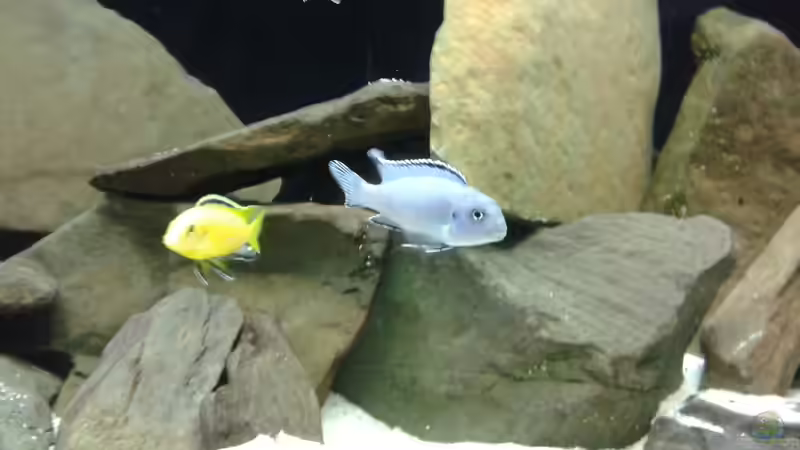 Besatz im Aquarium Becken 34204 von Andreas Zimmermann (14)