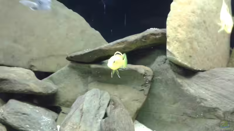 Besatz im Aquarium Becken 34204 von Andreas Zimmermann (16)