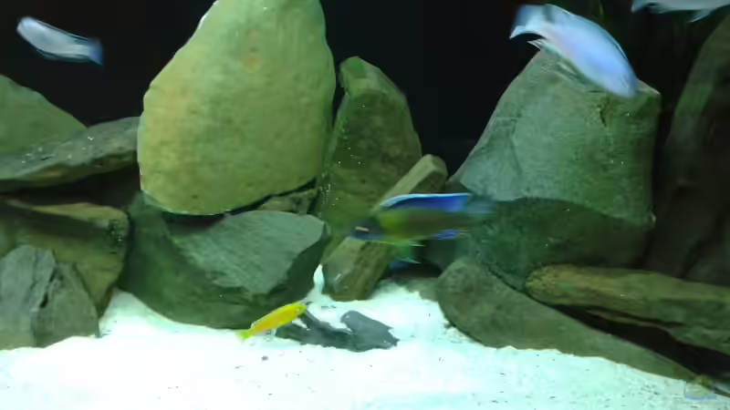 Besatz im Aquarium Becken 34204 von Andreas Zimmermann (17)