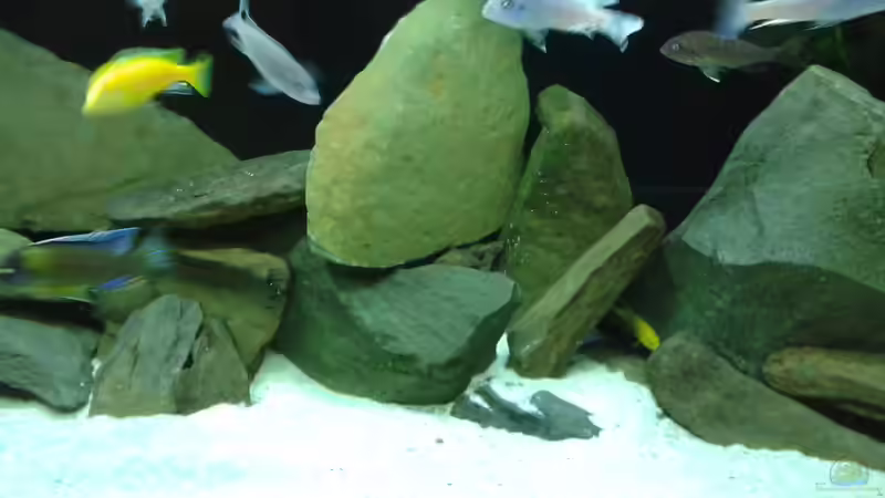 Besatz im Aquarium Becken 34204 von Andreas Zimmermann (18)