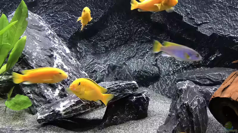 Besatz im Aquarium Becken 34206 von Boeri (10)