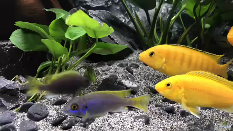 Besatz im Aquarium Becken 34206 von Boeri (9)