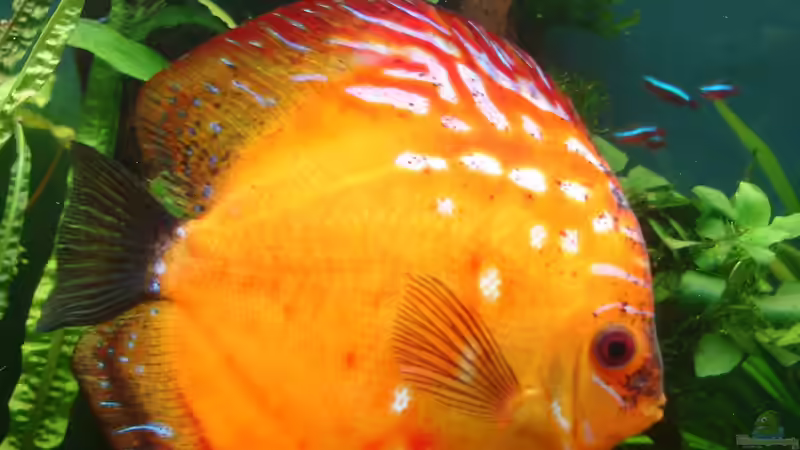 Besatz im Aquarium Becken 34244 -Ehemaliges Diskusbecken - von Grünhexe (72)