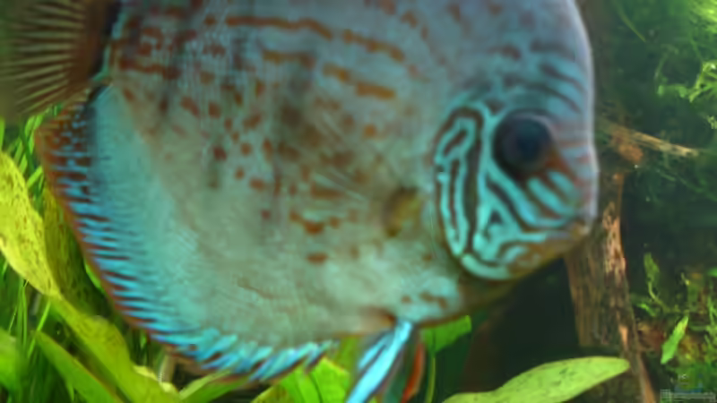 Besatz im Aquarium Becken 34244 -Ehemaliges Diskusbecken - von Grünhexe (73)