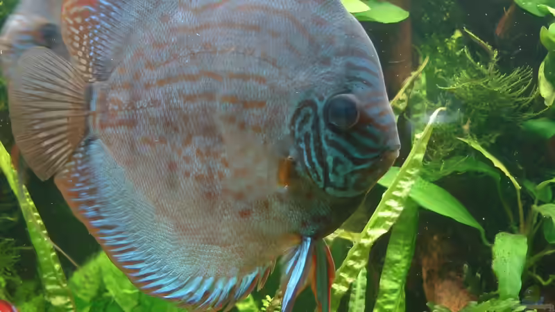 Besatz im Aquarium Becken 34244 -Ehemaliges Diskusbecken - von Grünhexe (74)