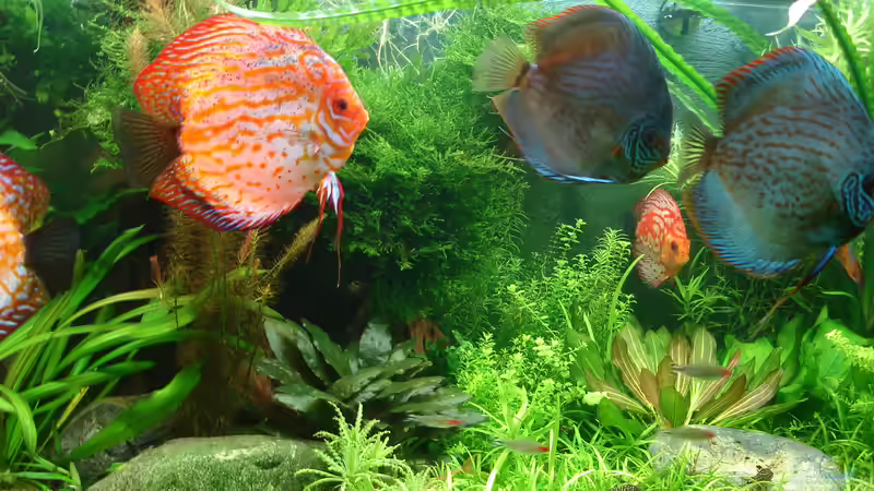 Besatz im Aquarium Becken 34244 -Ehemaliges Diskusbecken - von Grünhexe (75)