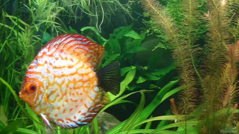 Besatz im Aquarium Becken 34244 -Ehemaliges Diskusbecken - von Grünhexe (76)