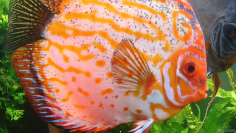 Besatz im Aquarium Becken 34244 -Ehemaliges Diskusbecken - von Grünhexe (86)