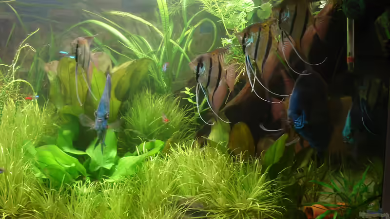 Besatz im Aquarium Becken 34244 -Ehemaliges Diskusbecken - von Grünhexe (89)