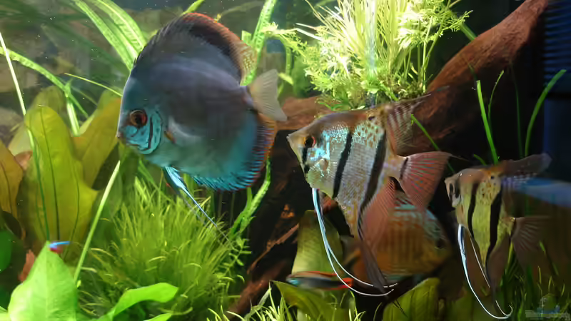 Besatz im Aquarium Becken 34244 -Ehemaliges Diskusbecken - von Grünhexe (91)