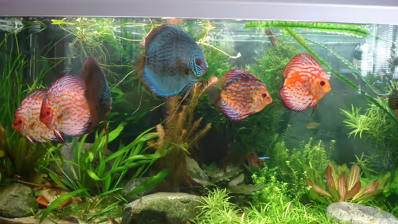 Besatz im Aquarium Becken 34244 -Ehemaliges Diskusbecken - von Grünhexe (92)