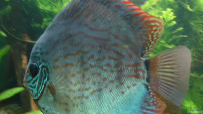 Besatz im Aquarium Becken 34244 -Ehemaliges Diskusbecken - von Grünhexe (94)