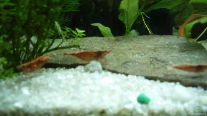 Besatz im Aquarium Becken 3425 von Carsten Meyborg (5)