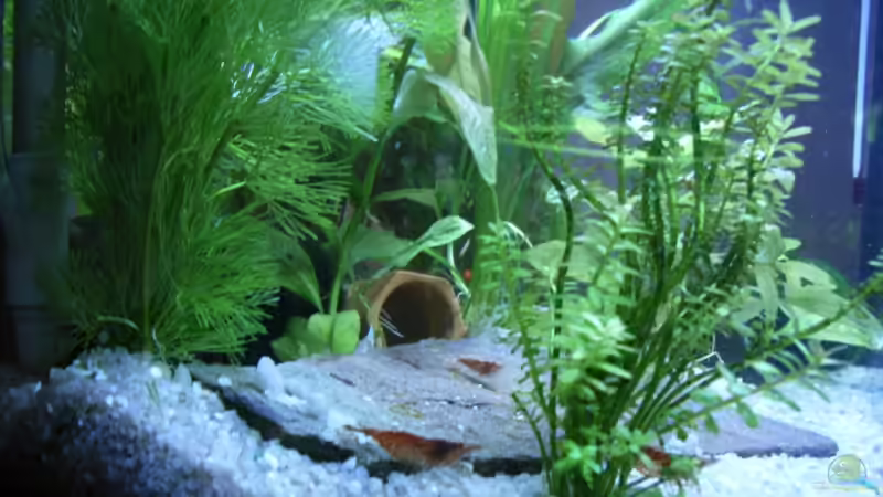 Besatz im Aquarium Becken 3425 von Carsten Meyborg (6)