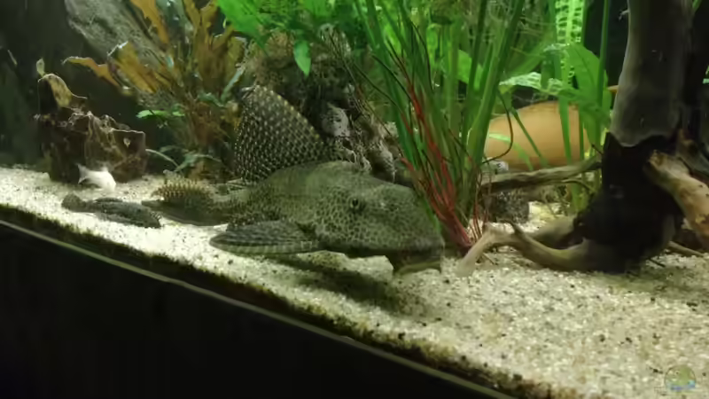 Besatz im Aquarium Becken 34292 von Asta (7)