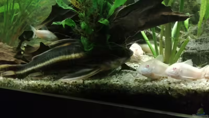 Besatz im Aquarium Becken 34292 von Asta (8)