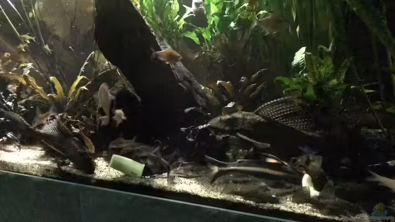 Besatz im Aquarium Becken 34292 von Asta (9)