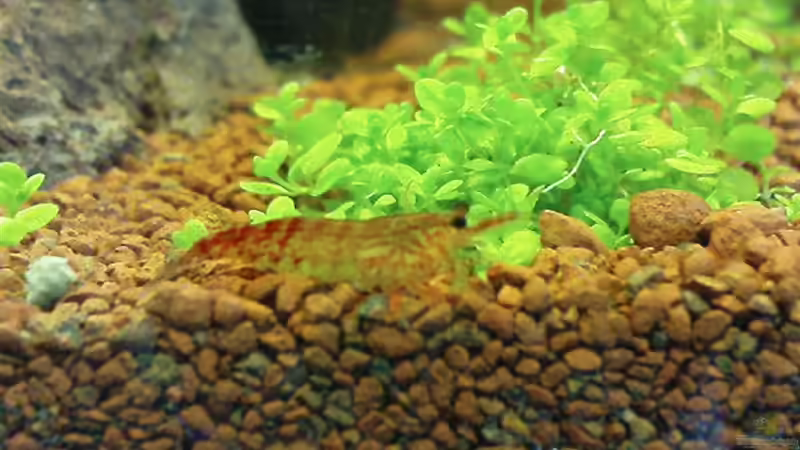 Besatz im Aquarium Becken 3434 von Jens Hug (11)