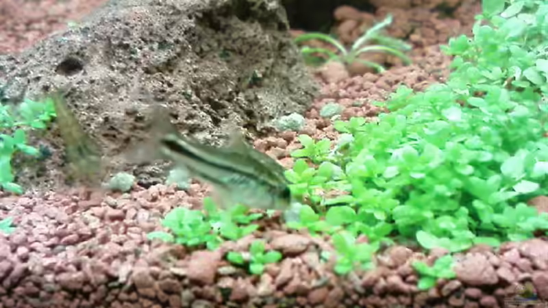 Besatz im Aquarium Becken 3434 von Jens Hug (12)