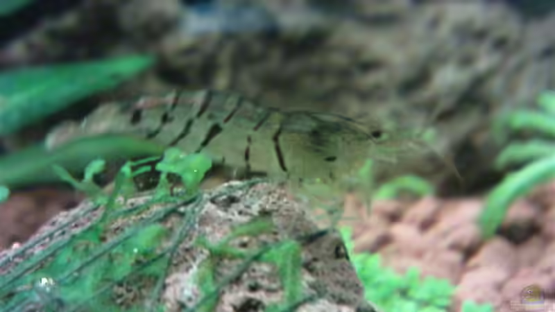 Besatz im Aquarium Becken 3434 von Jens Hug (14)