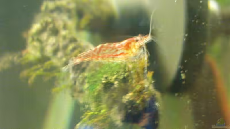 Besatz im Aquarium Becken 3434 von Jens Hug (15)