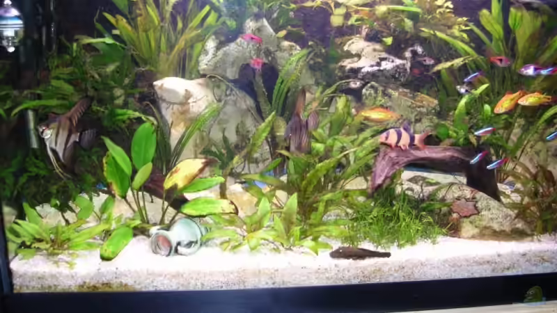 Besatz im Aquarium Becken 3444 von Markus Schwally (11)