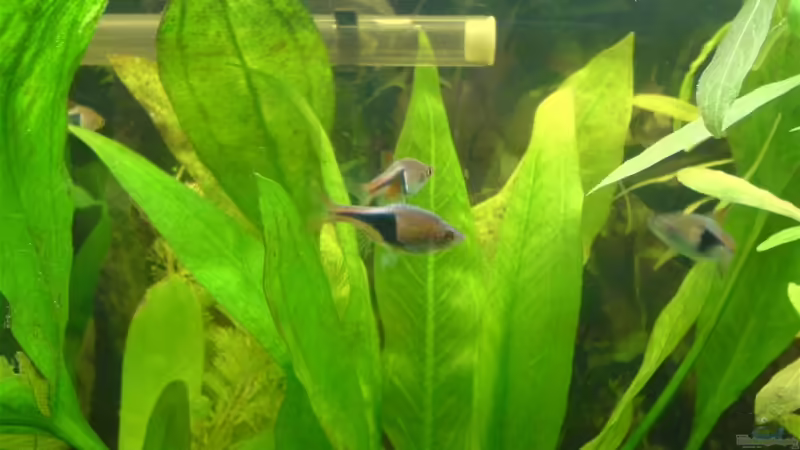 Besatz im Aquarium Becken 3447 von Jonas Thiel (12)