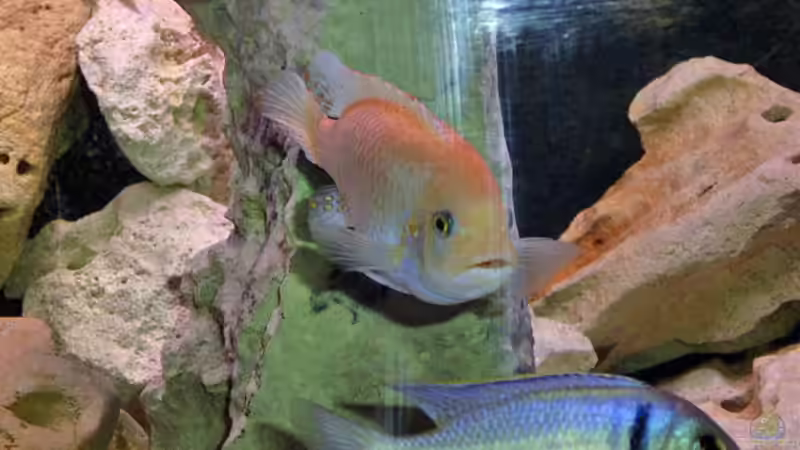 Besatz im Aquarium Becken 346 von Stephan Dahlmanns (15)