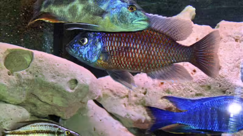 Besatz im Aquarium Becken 346 von Stephan Dahlmanns (16)