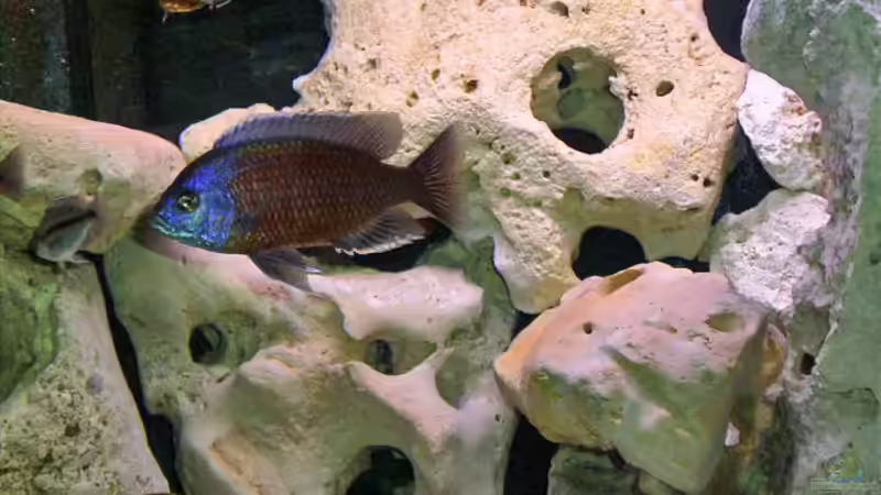 Besatz im Aquarium Becken 346 von Stephan Dahlmanns (17)